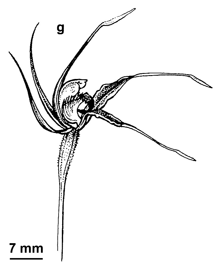 Caladenia calcicola (hero image)