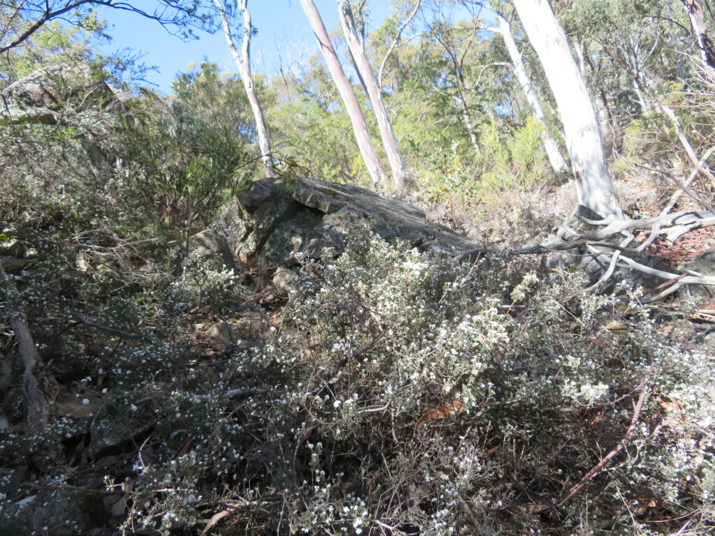 Leucopogon microphyllus (hero image)