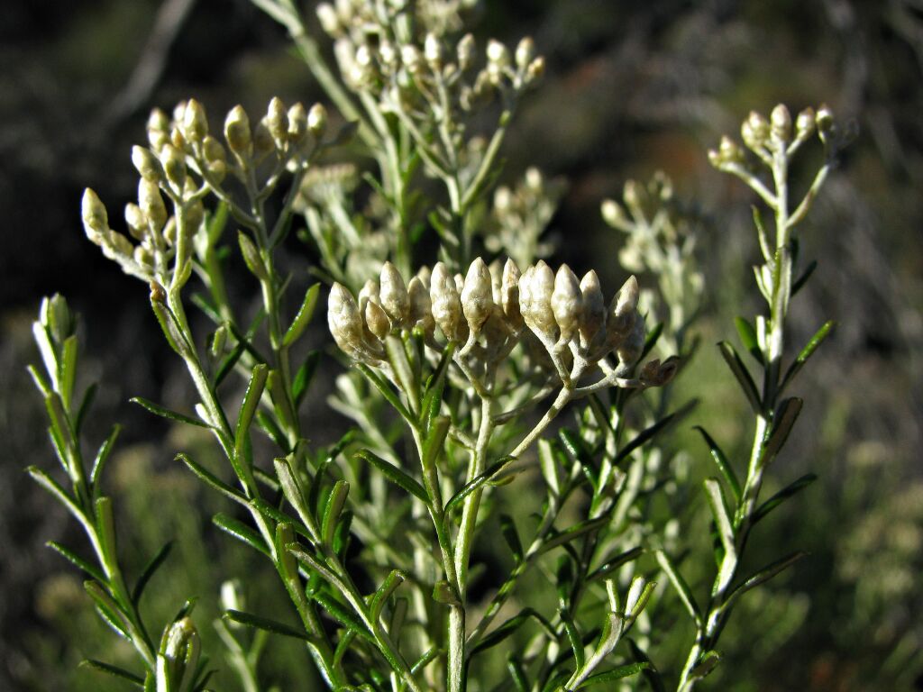 Cassinia complanata (hero image)