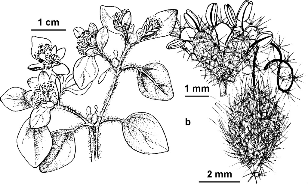 Croton (hero image)