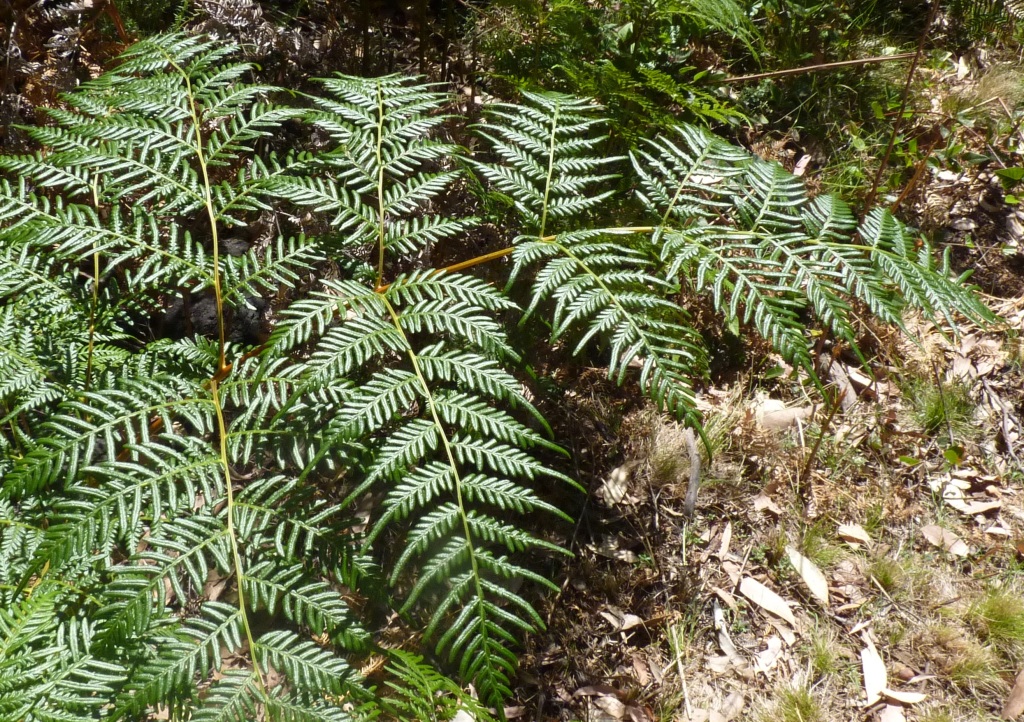 Dennstaedtiaceae (hero image)