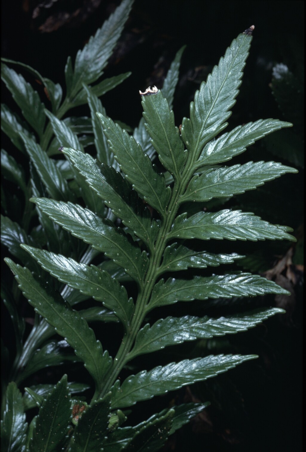 Asplenium decurrens (hero image)