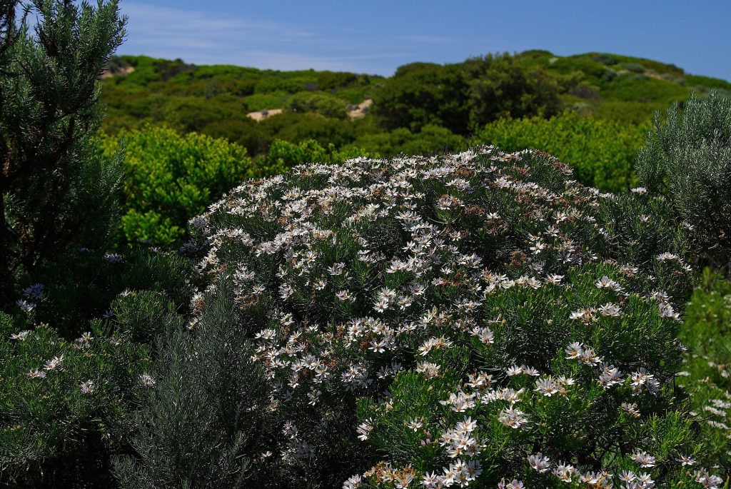 Olearia glutinosa (hero image)