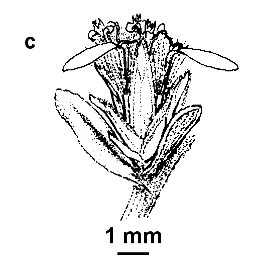 Olearia sp. 1 (hero image)