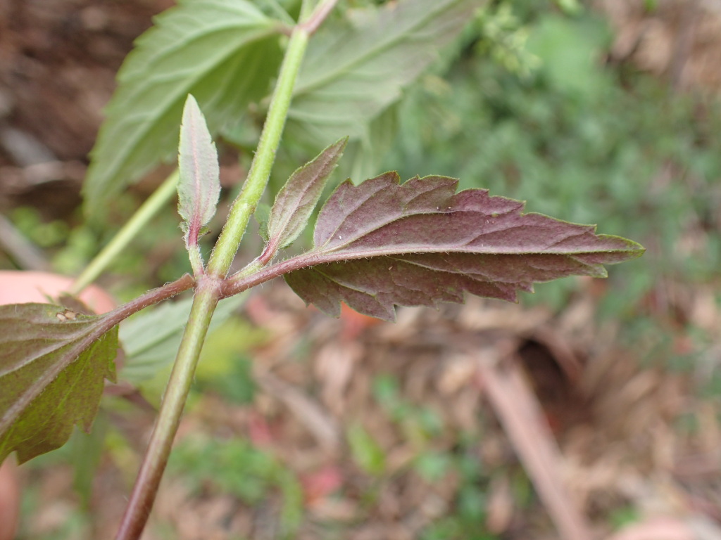 Veronica grosseserrata (hero image)