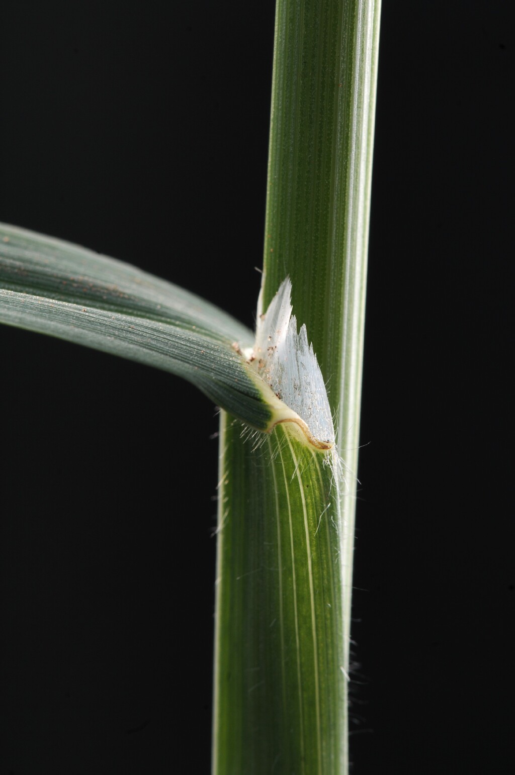 Bromus catharticus (hero image)