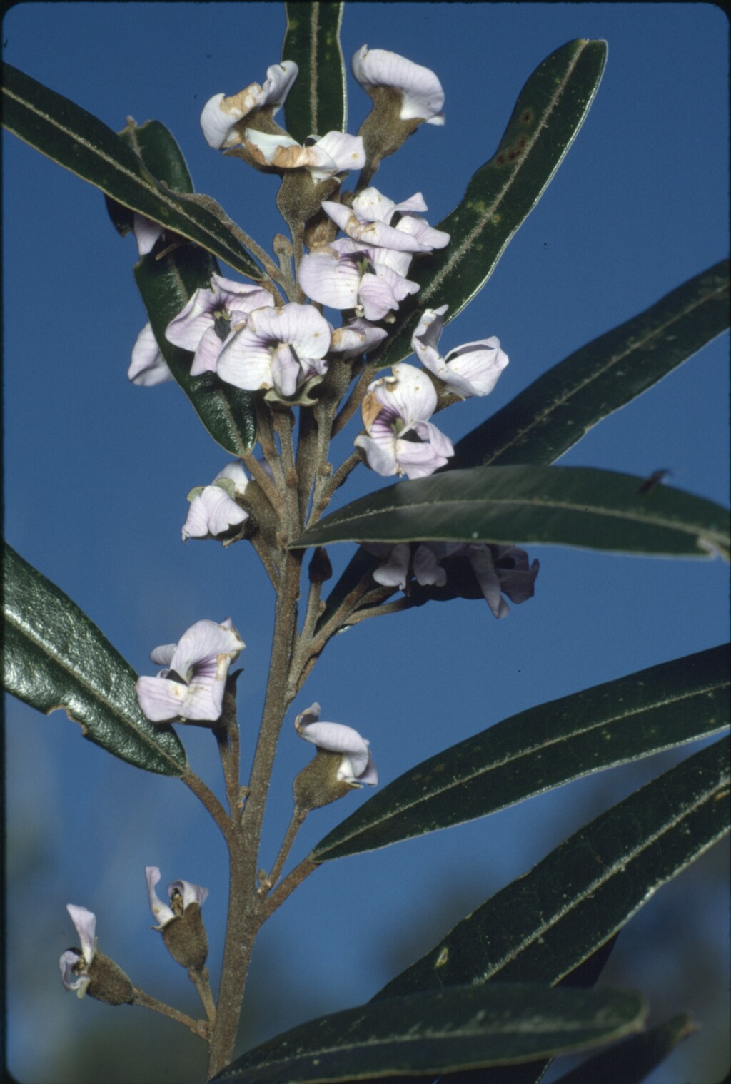 Hovea corrickiae (hero image)