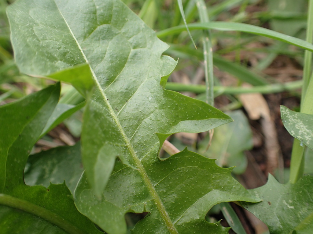 Taraxacum (hero image)