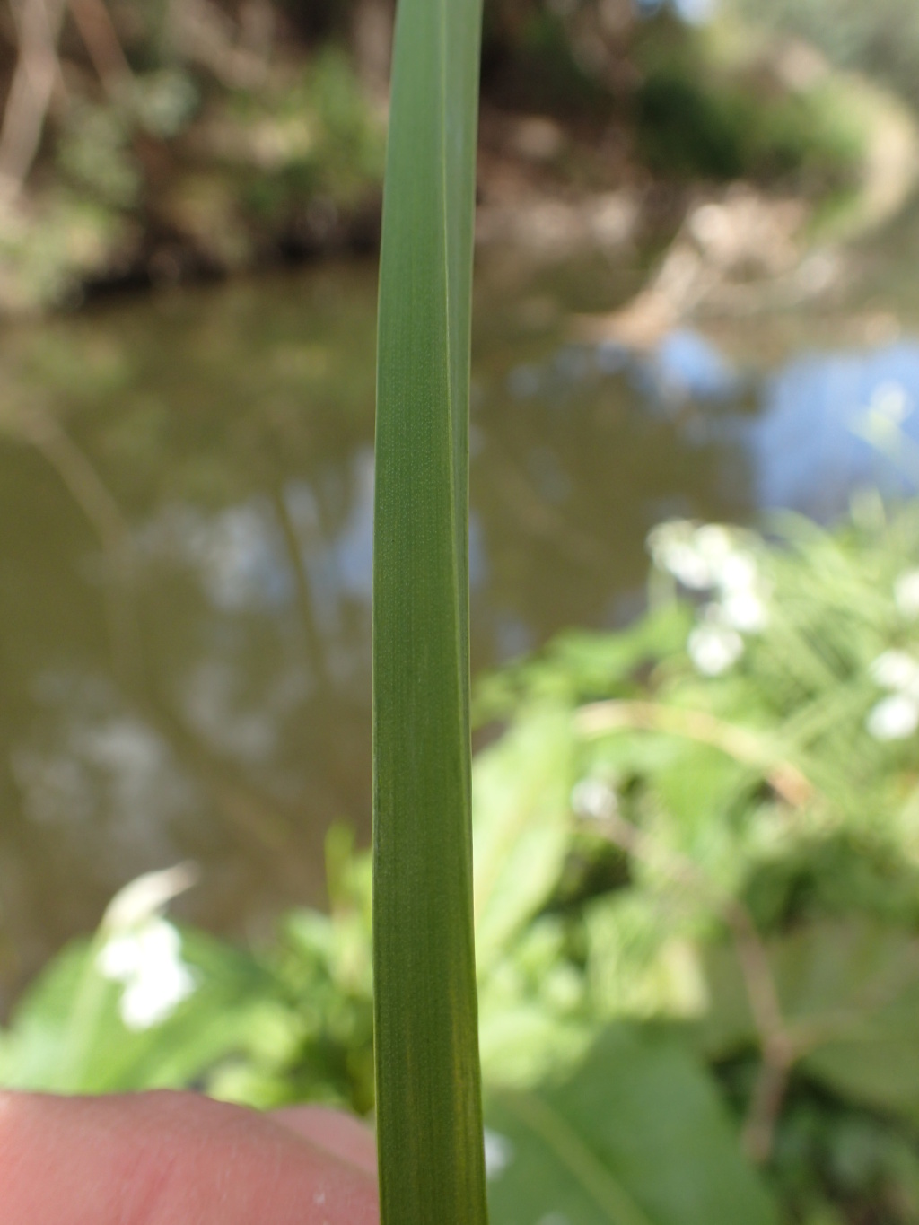 Allium triquetrum (hero image)