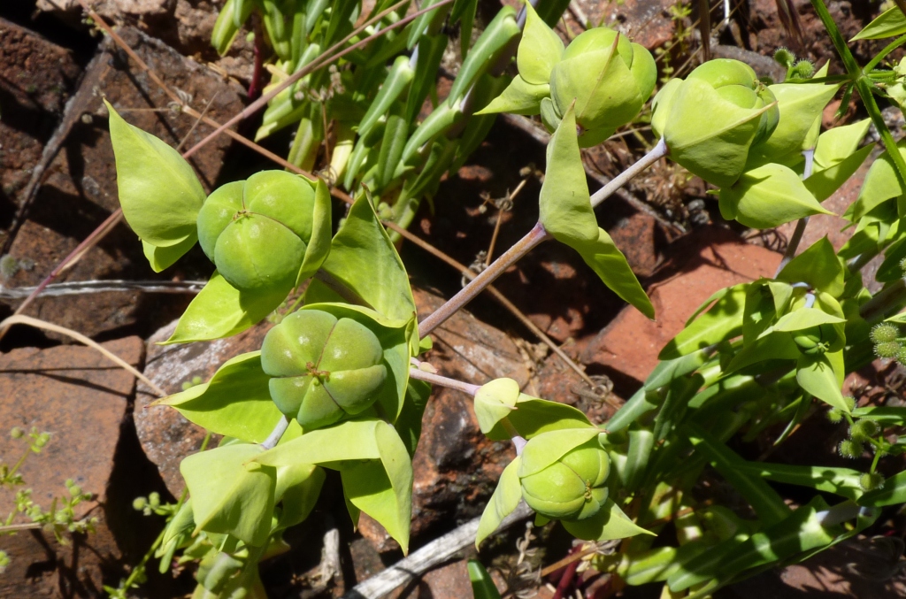 Euphorbia lathyris (hero image)