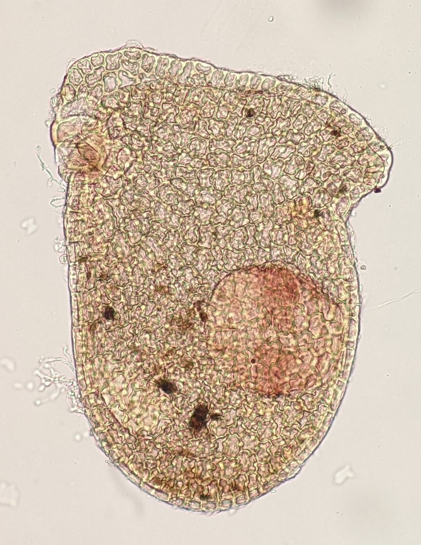 Frullania incumbens (hero image)
