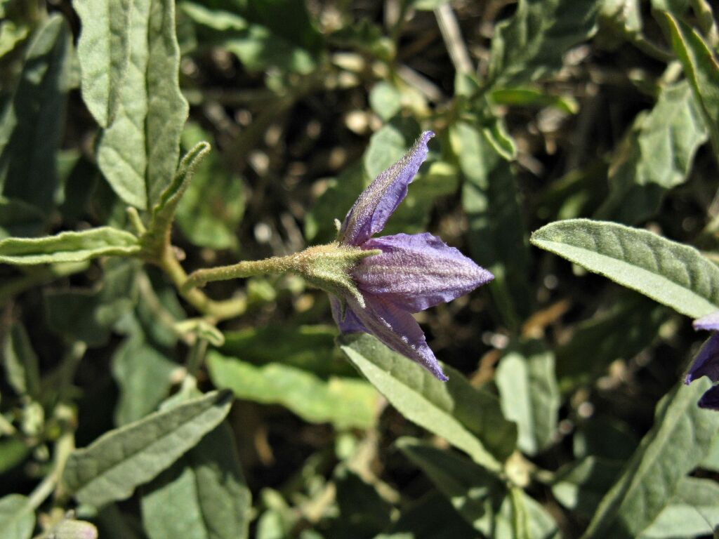 Solanum esuriale (hero image)