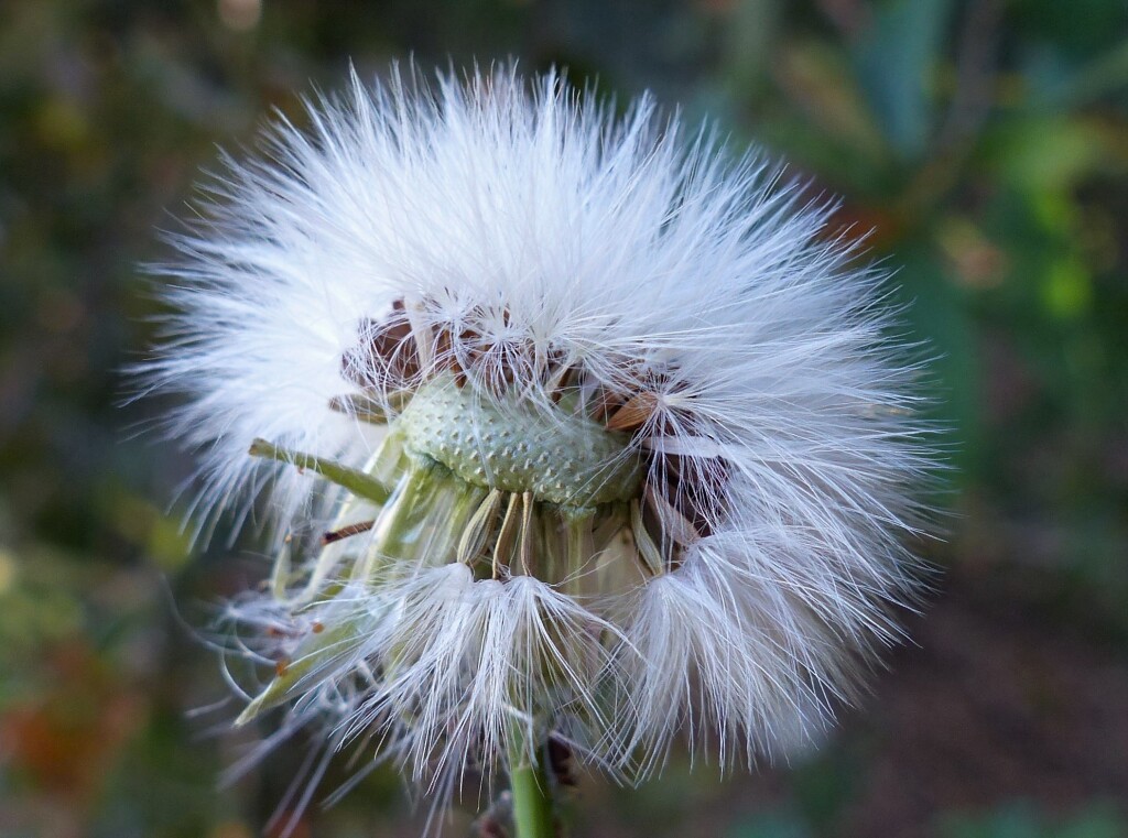 Sonchus oleraceus (hero image)