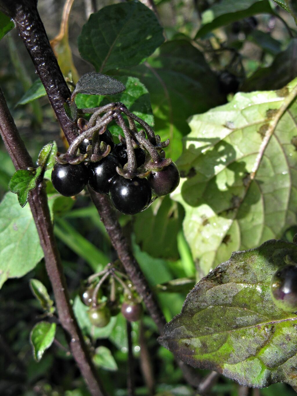 Solanum (hero image)