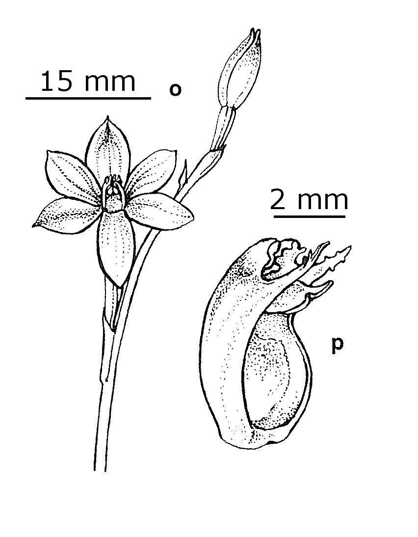 Thelymitra alpicola (hero image)