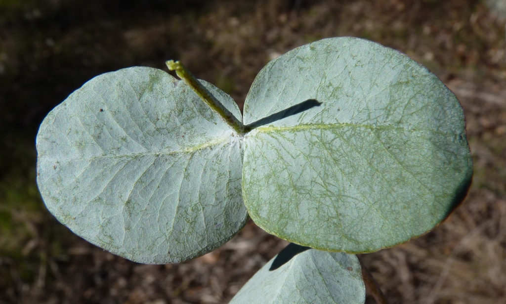 Eucalyptus alligatrix (hero image)