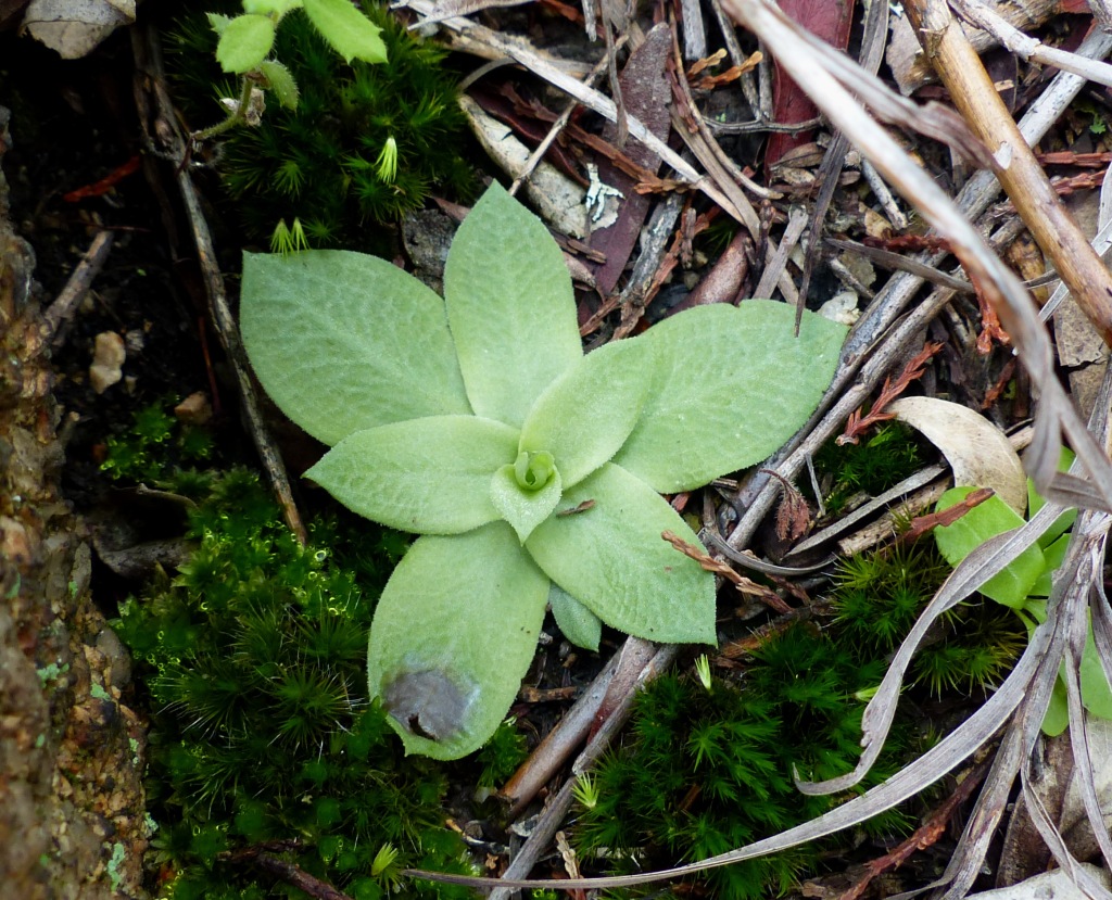 Pterostylis hamata (hero image)