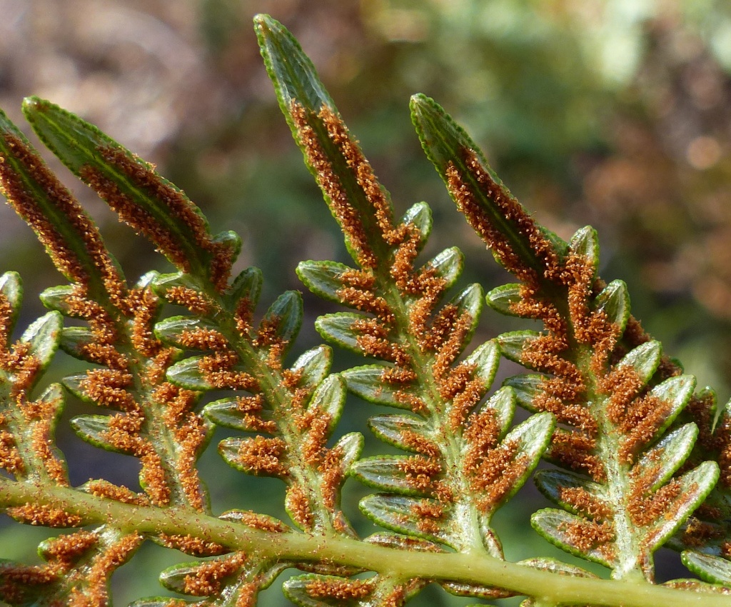 Dennstaedtiaceae (hero image)