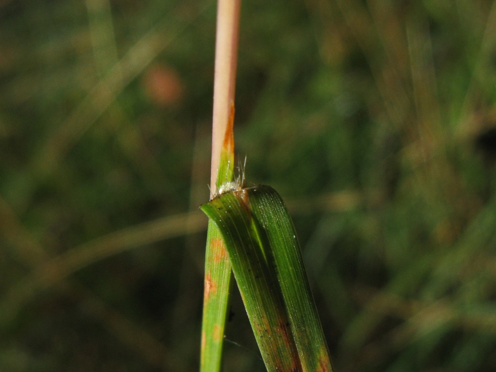 Themeda triandra (hero image)