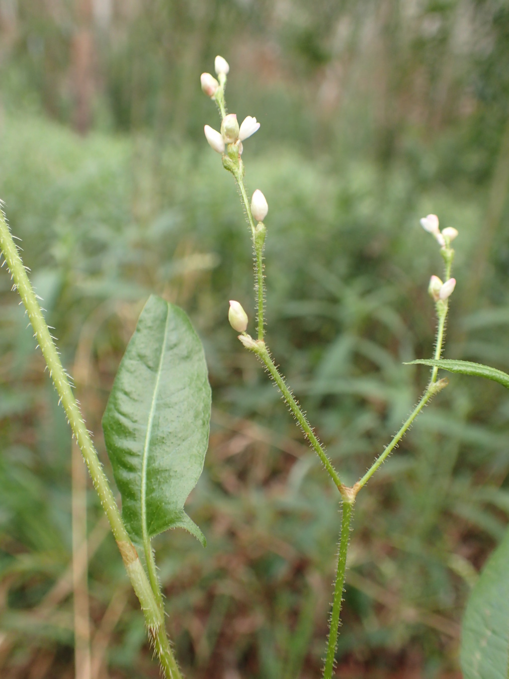 Persicaria praetermissa (hero image)