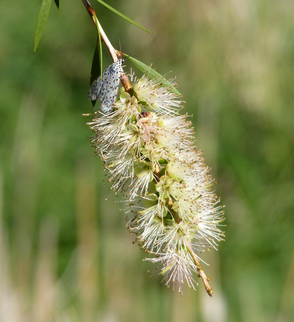 Callistemon sieberi (hero image)