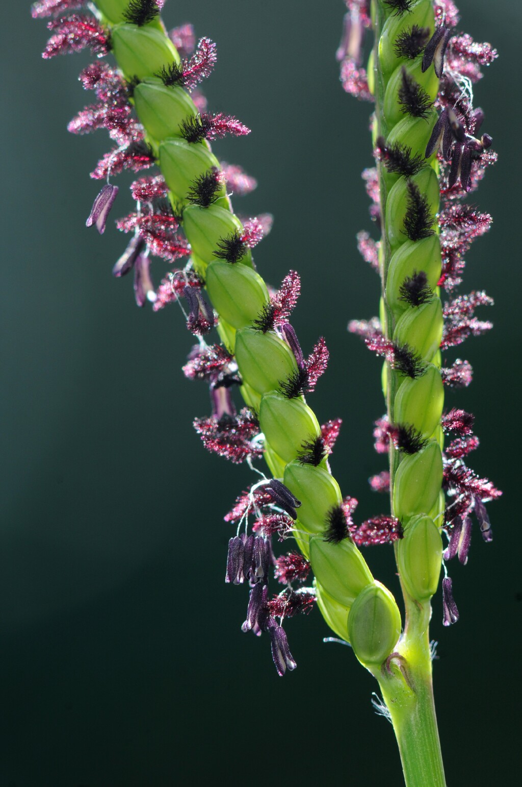 Paspalum notatum (hero image)