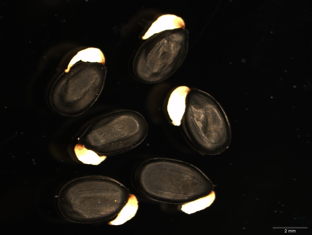 Acacia nanodealbata (hero image)