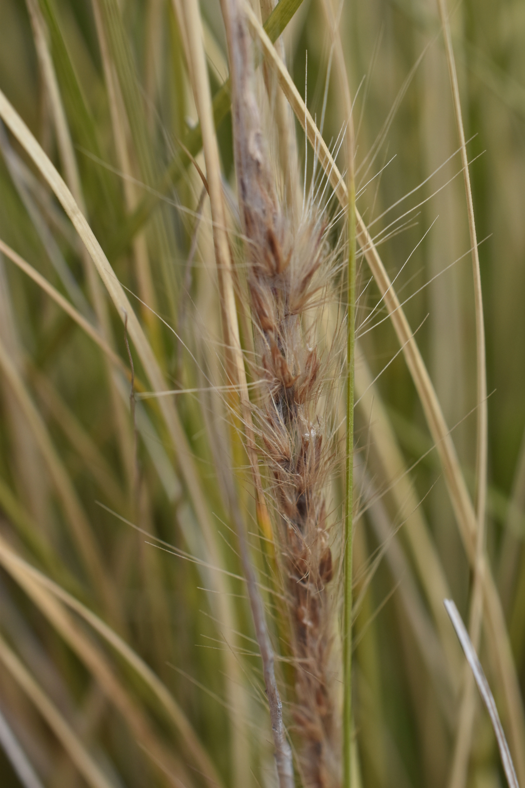 Cenchrus setaceus (hero image)