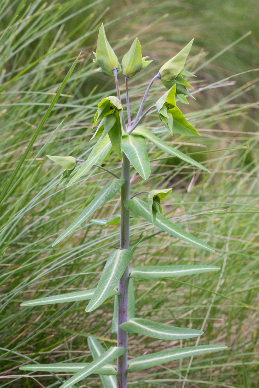 Euphorbia lathyris (hero image)