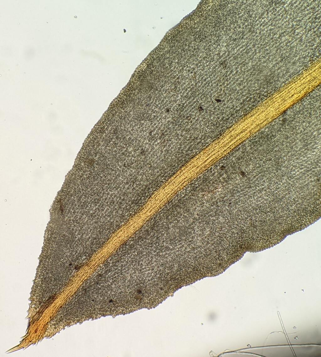 Syntrichia rubra (hero image)