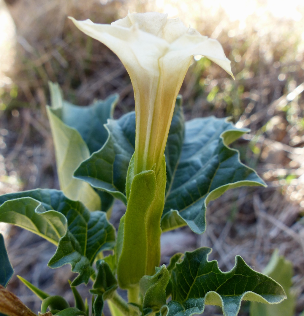 Datura ferox (hero image)