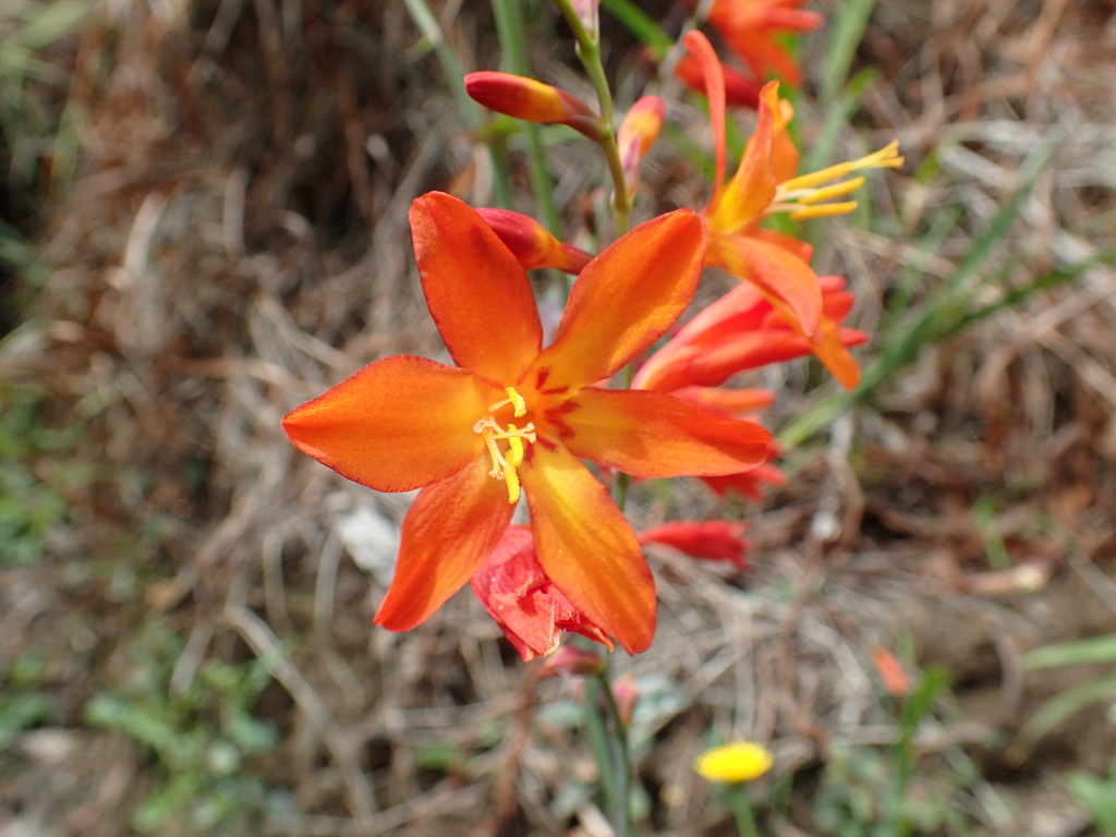 Crocosmia (hero image)