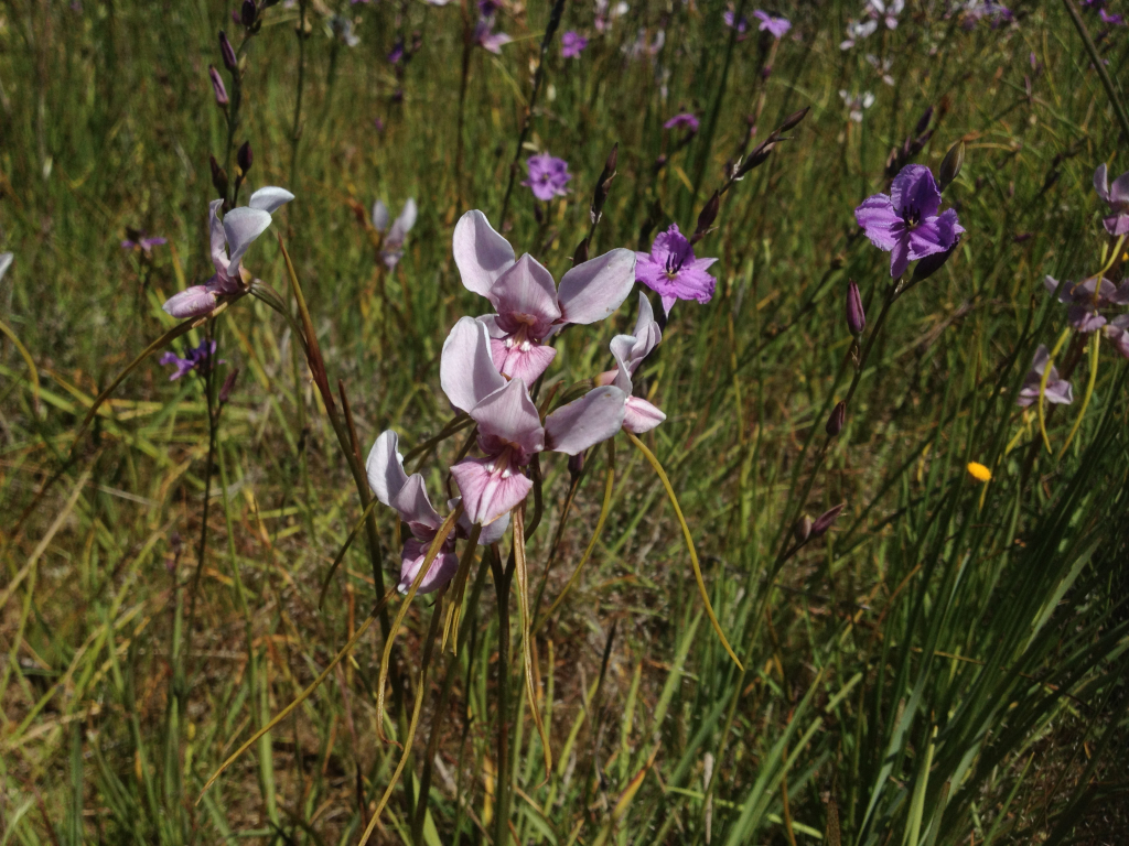 Diuris punctata (hero image)