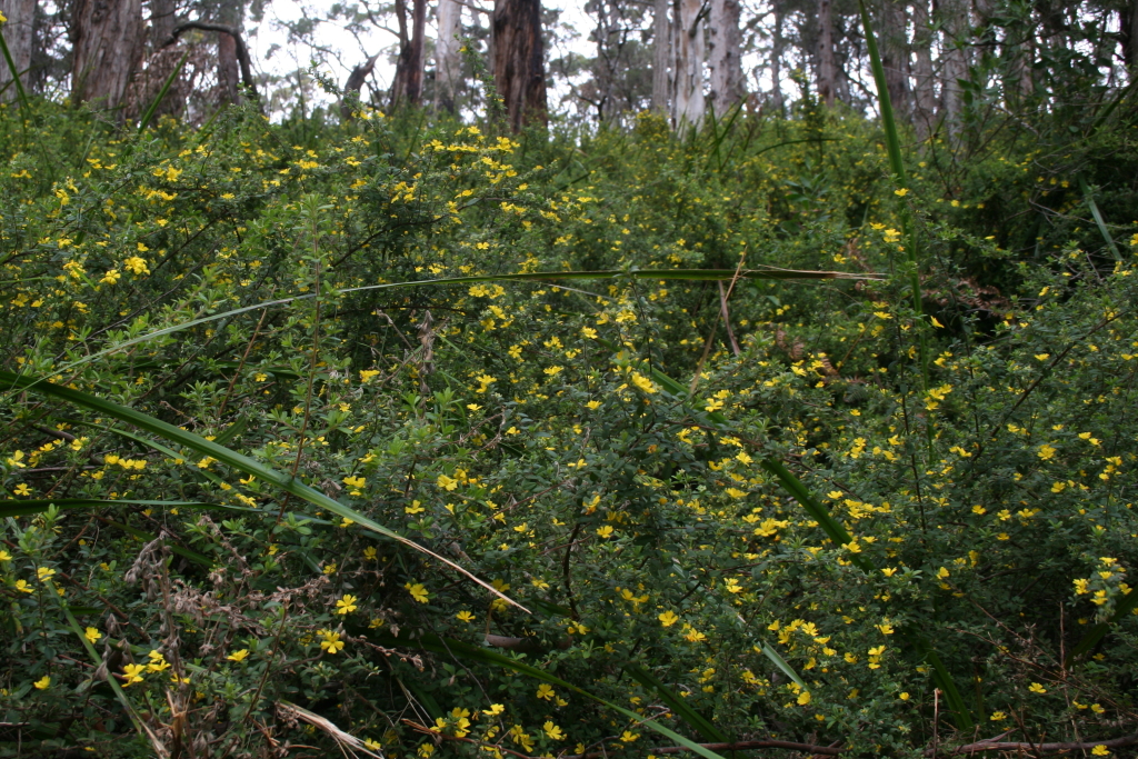 Hibbertia aspera (hero image)