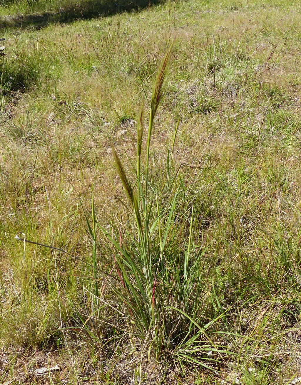 Austrostipa densiflora (hero image)