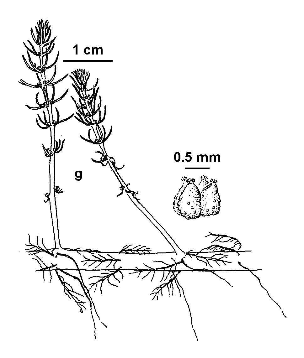 Myriophyllum simulans (hero image)