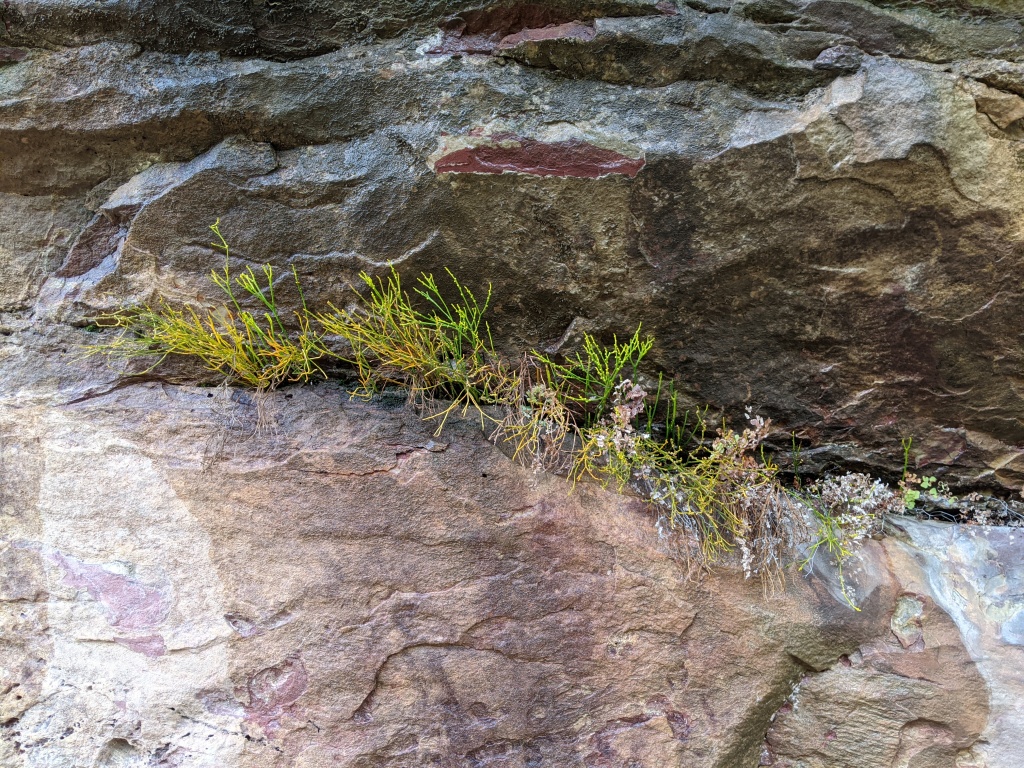 Psilotum nudum (hero image)