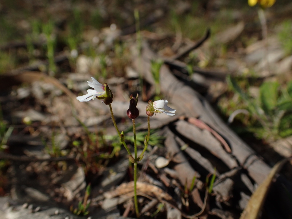 Stylidium ecorne (hero image)