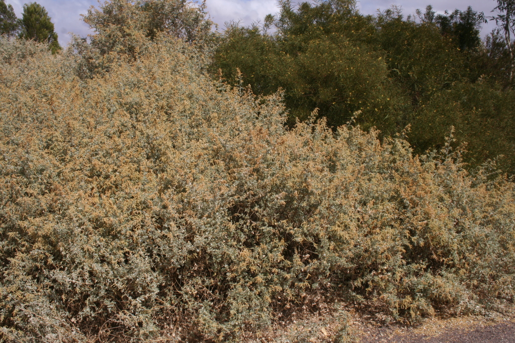 Atriplex nummularia (hero image)