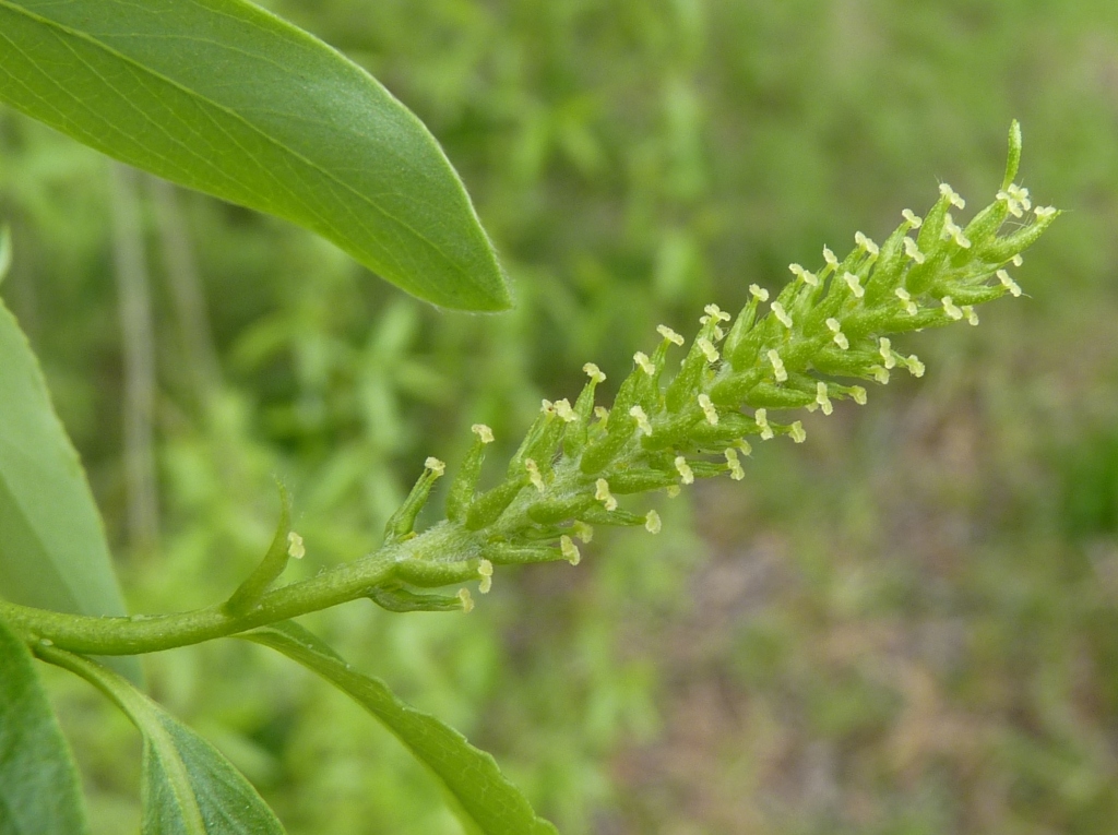 Salix babylonica (hero image)