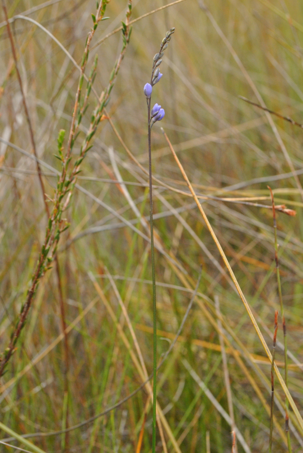 Comesperma defoliatum (hero image)