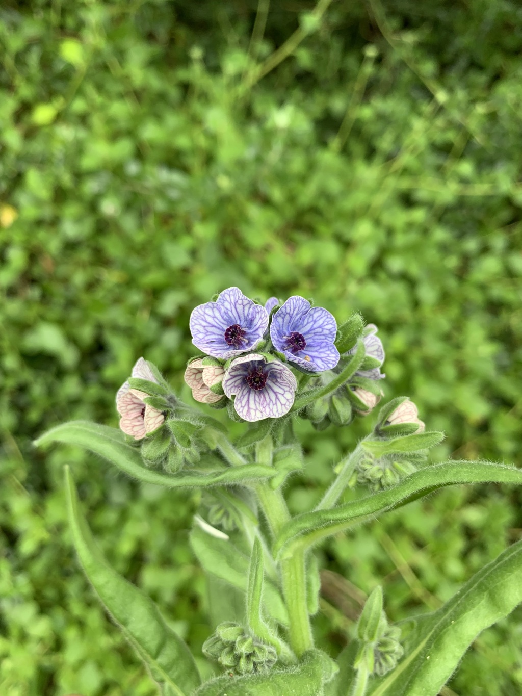 Cynoglossum (hero image)