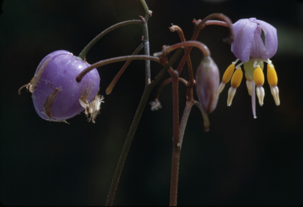 Dianella caerulea (hero image)