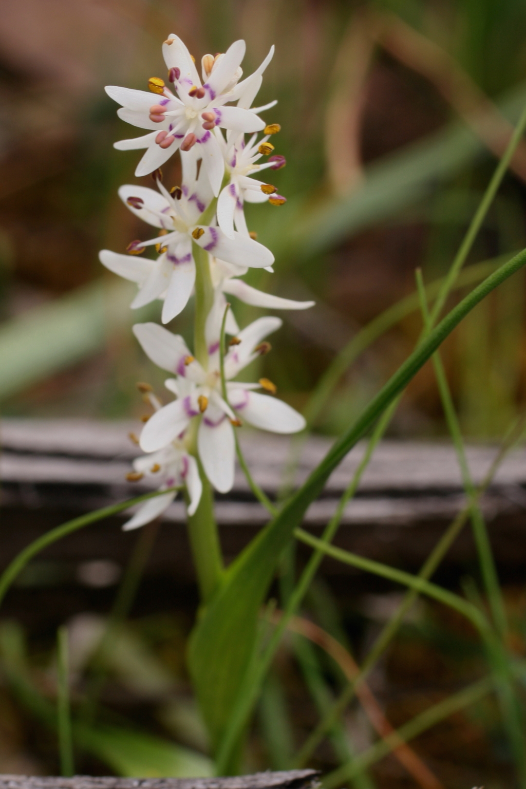 Wurmbea latifolia (hero image)