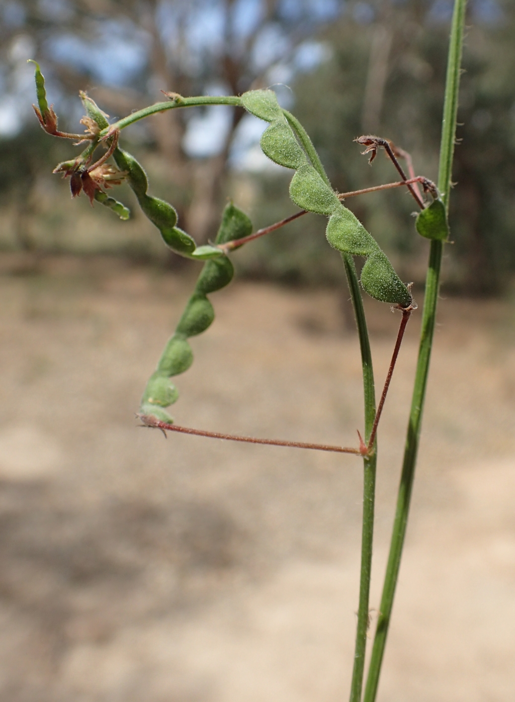 Desmodium varians (hero image)