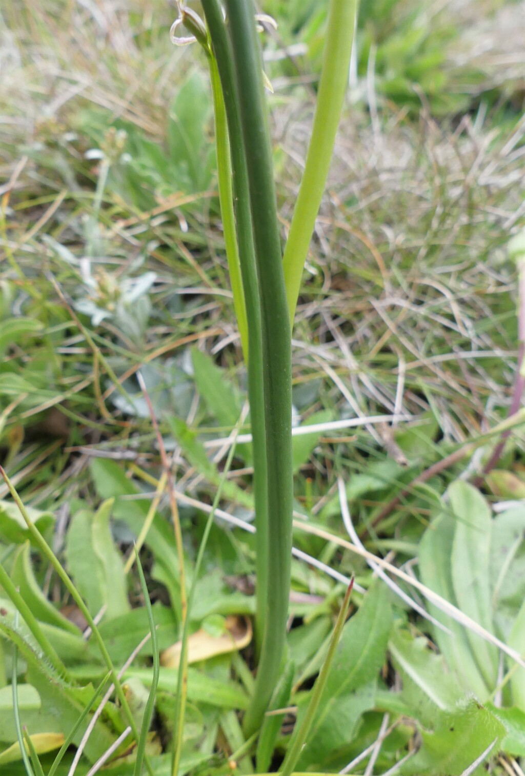 Prasophyllum tadgellianum (hero image)