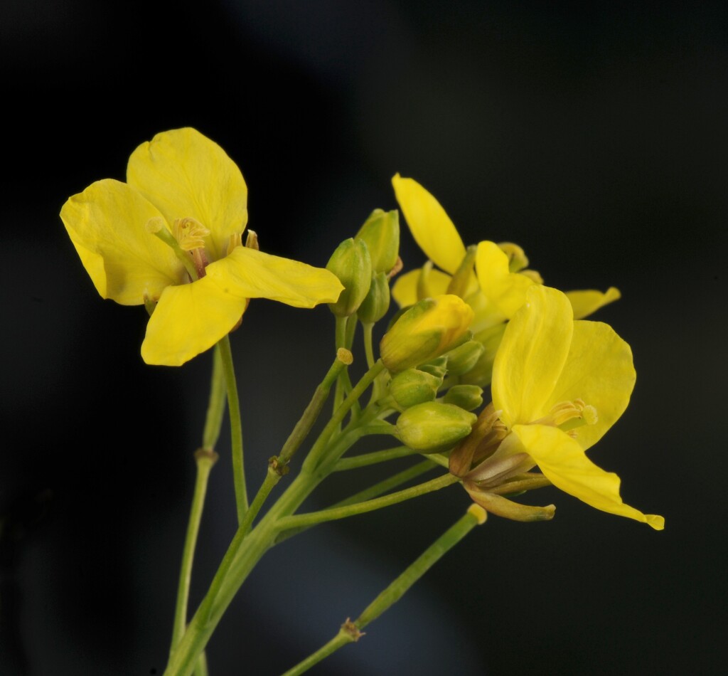 Brassica fruticulosa (hero image)