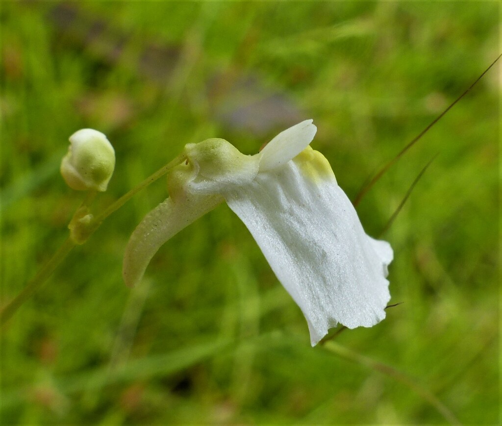 Utricularia dichotoma (hero image)