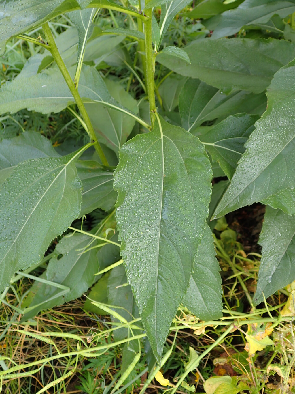 Helianthus (hero image)