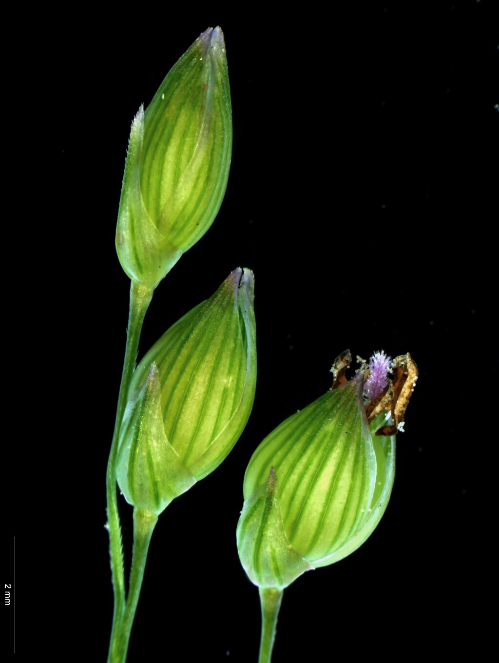 Panicum miliaceum (hero image)